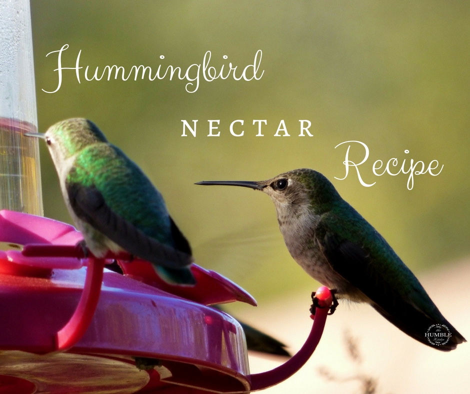 two hummingbirds sitting at red feeder. hummingbird nectar recipe