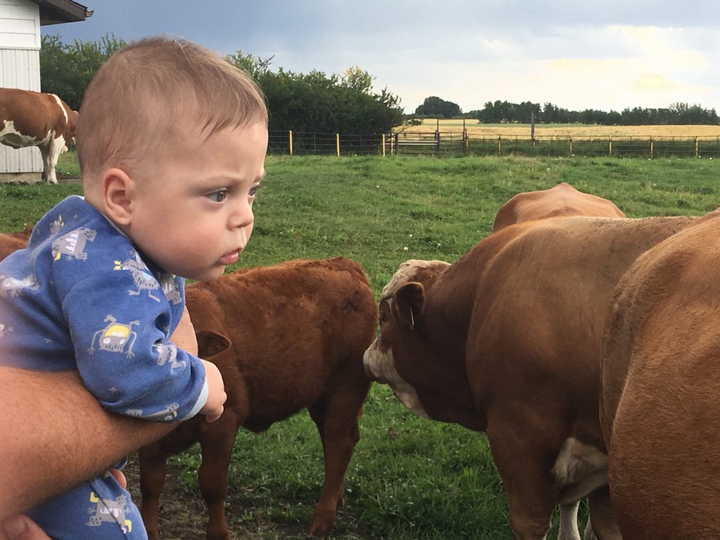 Ex 26 Weeker watching the cows and bulls